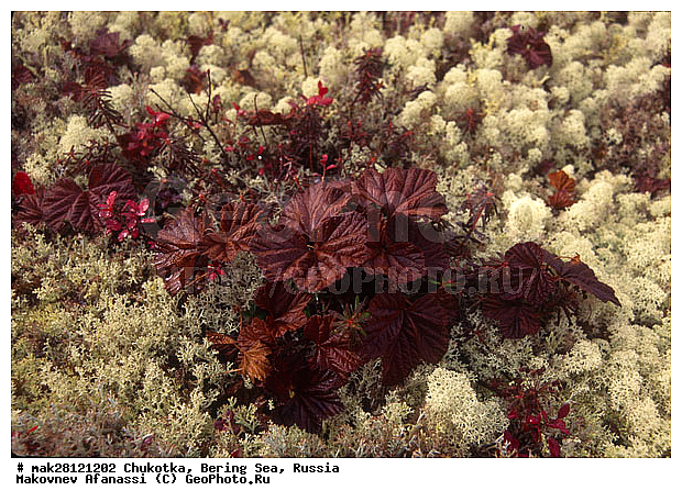 ��������� ����, ������, �������, ����� ����, ����, �������, ������� ������, ����, ���������, ���� ����, �����, ��������