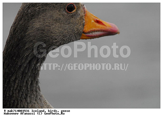 ��������, ����, �������, �����, ��������, ��������, ��������, �����������, �����������������, ������������� �����, ������������� �����, XYZ, ������, Anatidae, ����� ����, Anser anser