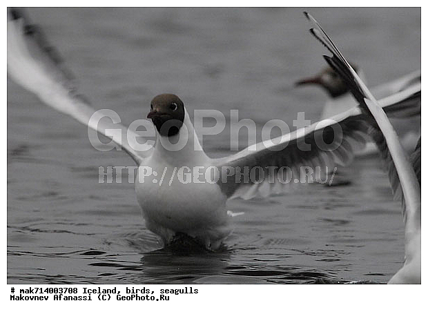 ��������, �����, �����, ��������, ��������, �����, �����, ��������, �����������, ������� �����, ������� �����, XYZ, ��������, Laridae, ������ �����, ������� �����, ������������ �����, ������ �����, Larus ridibundus, Chroicocephalus ridibundus