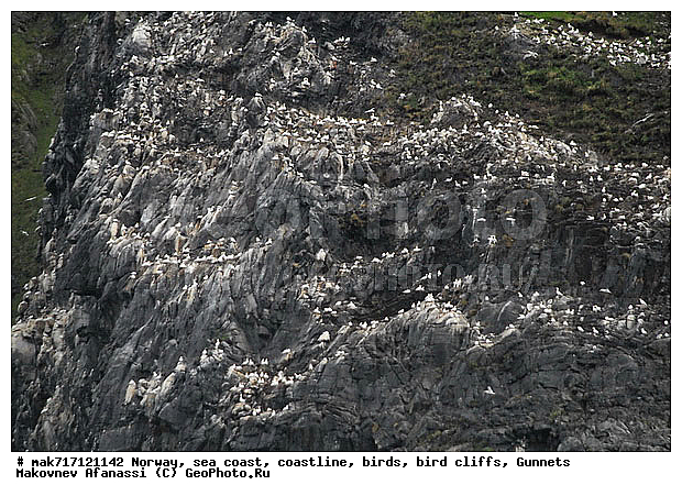 Gunnet, ��������, ������� ���������, �����, ������ ������, �����, ��������, ��������, �����, �����, ��������, �����������, ������� �����, ������� �����, XYZ, ��������, Sulidae, �������� �����, Morus bassanus, Sula bassana