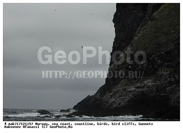 Gunnet, ��������, ������� ���������, �����, ������ ������, �����, ��������, ��������, �����, �����, ��������, �����������, ������� �����, ������� �����, XYZ, ��������, Sulidae, �������� �����, Morus bassanus, Sula bassana