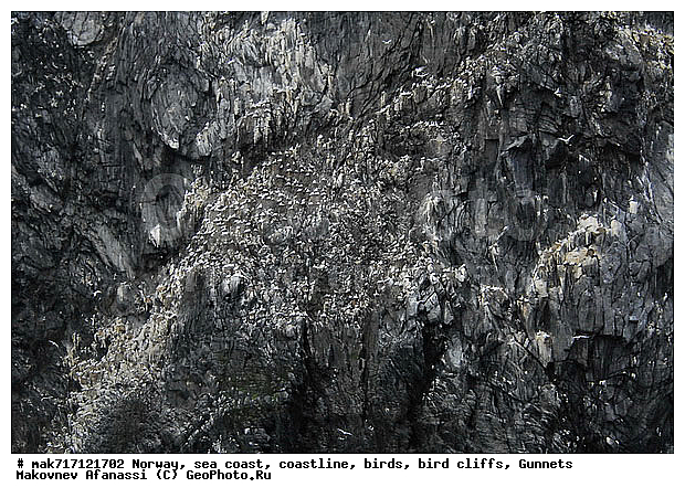 Gunnet, ��������, ������� ���������, �����, ������ ������, �����, ��������, ��������, �����, �����, ��������, �����������, ������� �����, ������� �����, XYZ, ��������, Sulidae, �������� �����, Morus bassanus, Sula bassana