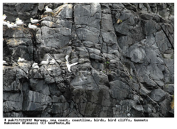 Gunnet, ��������, ������� ���������, �����, ������ ������, �����, ��������, ��������, �����, �����, ��������, �����������, ������� �����, ������� �����, XYZ, ��������, Sulidae, �������� �����, Morus bassanus, Sula bassana