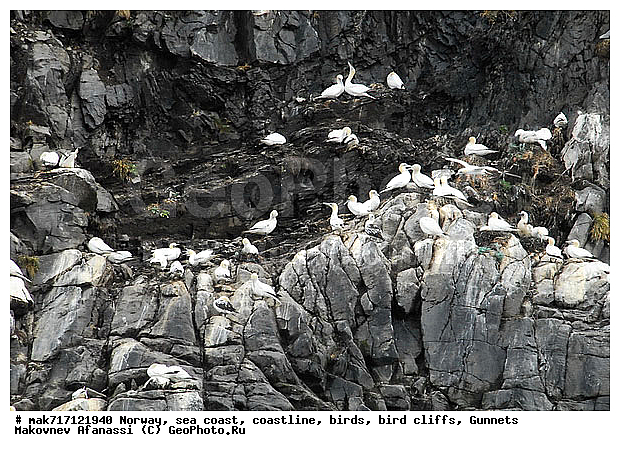 Gunnet, ��������, ������� ���������, �����, ������ ������, �����, ��������, ��������, �����, �����, ��������, �����������, ������� �����, ������� �����, XYZ, ��������, Sulidae, �������� �����, Morus bassanus, Sula bassana