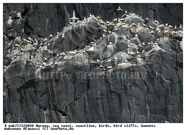 Gunnet, ��������, ������� ���������, �����, ������ ������, �����, ��������, ��������, �����, �����, ��������, �����������, ������� �����, ������� �����, XYZ, ��������, Sulidae, �������� �����, Morus bassanus, Sula bassana