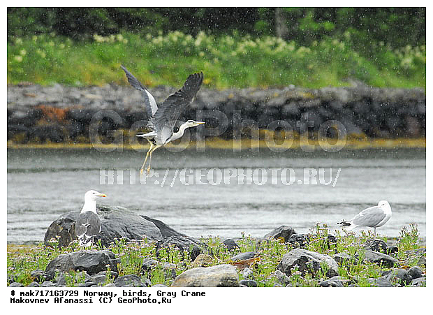 ��������, �����, ����� �����, ��������, ��������, �����, �����, ��������, �����������, XYZ, ��������, Ardeidae, ����� �����, Ardea cinerea