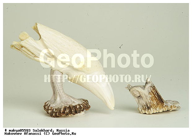 ��������, �������, ��������, �������� �������, �������, �������, ��������