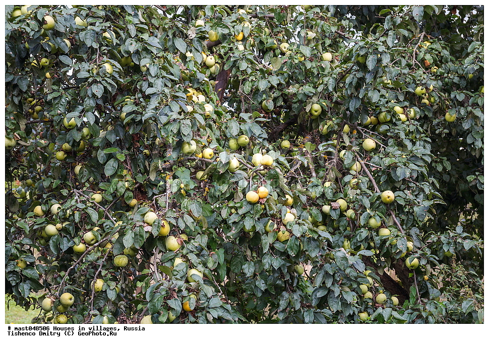  ���, �������, ������