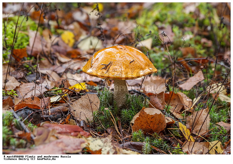 ��������, ������, �����