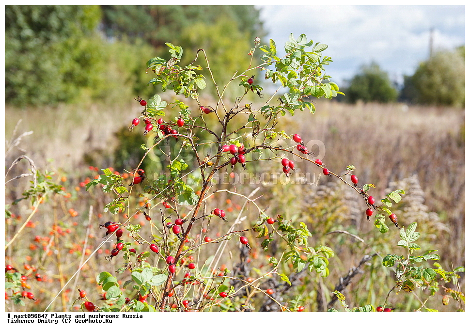 ��������, ������, �����