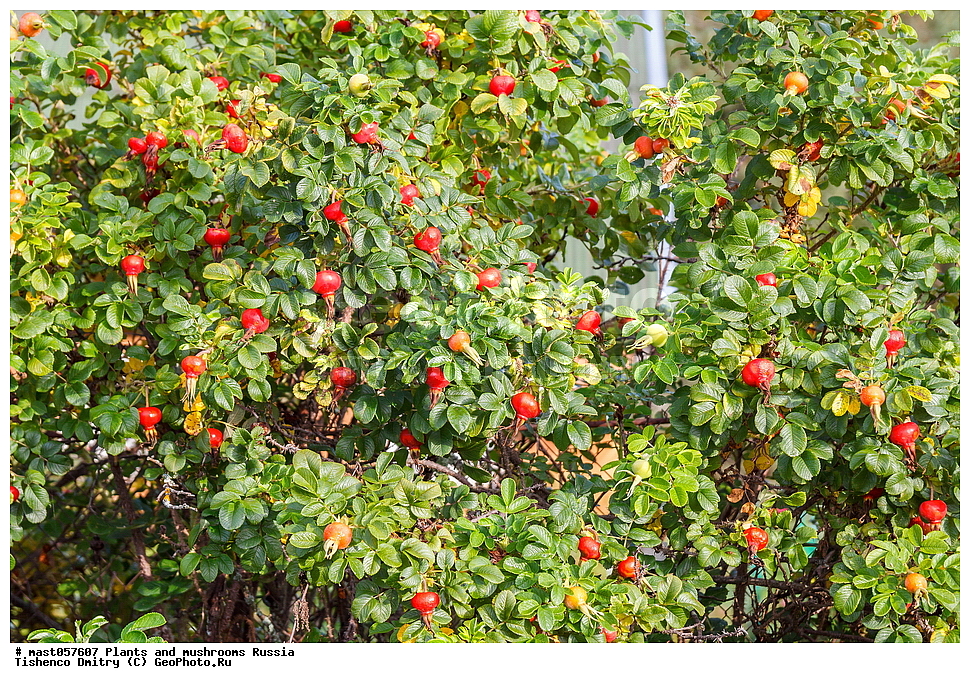 ����, �������, ���, ������������� �������, �����, �����, �������, �������, ��������, ������, ���, ����������� �����, ����, �����, ��������, �����������, ����, �������, ��������, ��������, �������, ��������, ������� �����, �������, �����, �������, �����, ��������, �������, �����, ���������, ������������� �������, ������, ����������