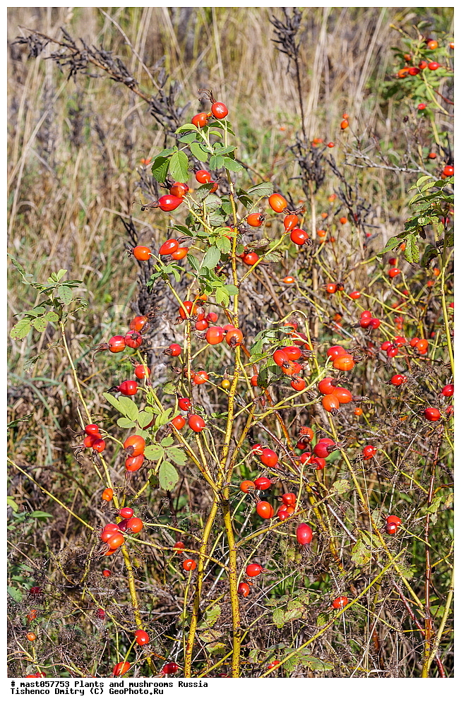 ����, �������, ���, ������������� �������, �����, �����, �������, �������, ��������, ������, ���, ����������� �����, ����, �����, ��������, �����������, ����, �������, ��������, ��������, �������, ��������, ������� �����, �������, �����, �������, �����, ��������, �������, �����, ���������, ������������� �������, ������, ����������