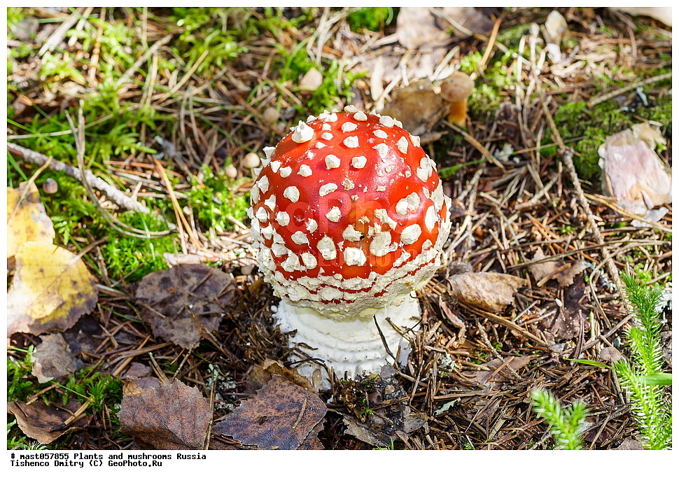 amanita, amánita, ����������, ����������, ����, �����, ���, �������, �����������, �����������, �����, ������������, �������, ������� ���������, ��������, �������, ������������� �������, ������, ����������