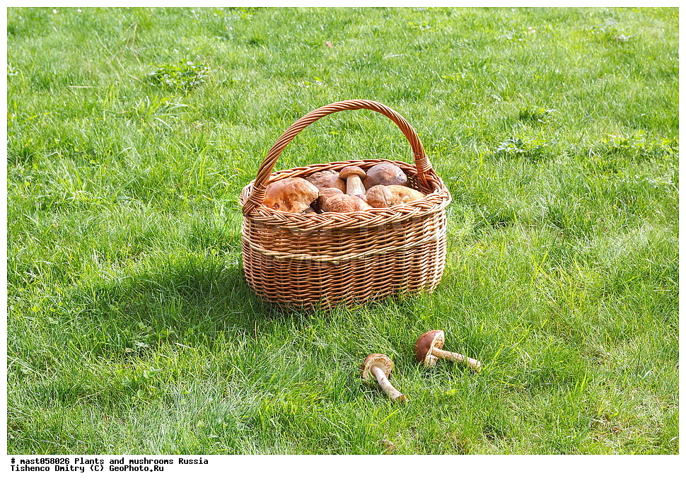 boletus edulis, leccinum, ����� �����, ����� ����, �������, ����, �����, �������, ��������, ��������, ���, ���������, ������, �����, ������������, �������������, ���������, ���������, �����, �����, ����, ������������� �������, ������, ����������