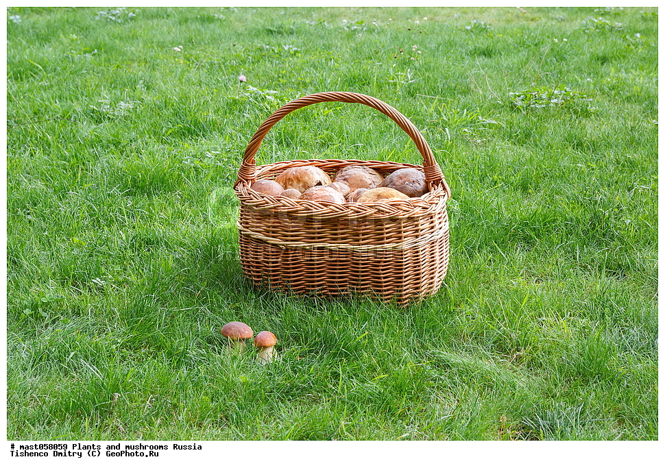 ��������, ������, �����