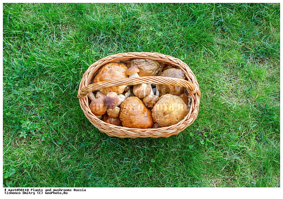 boletus edulis, leccinum, ����� �����, ����� ����, �������, ����, �����, �������, ��������, ��������, ���, ���������, ������, �����, ������������, �������������, ���������, ���������, �����, �����, ����, ������������� �������, ������, ����������