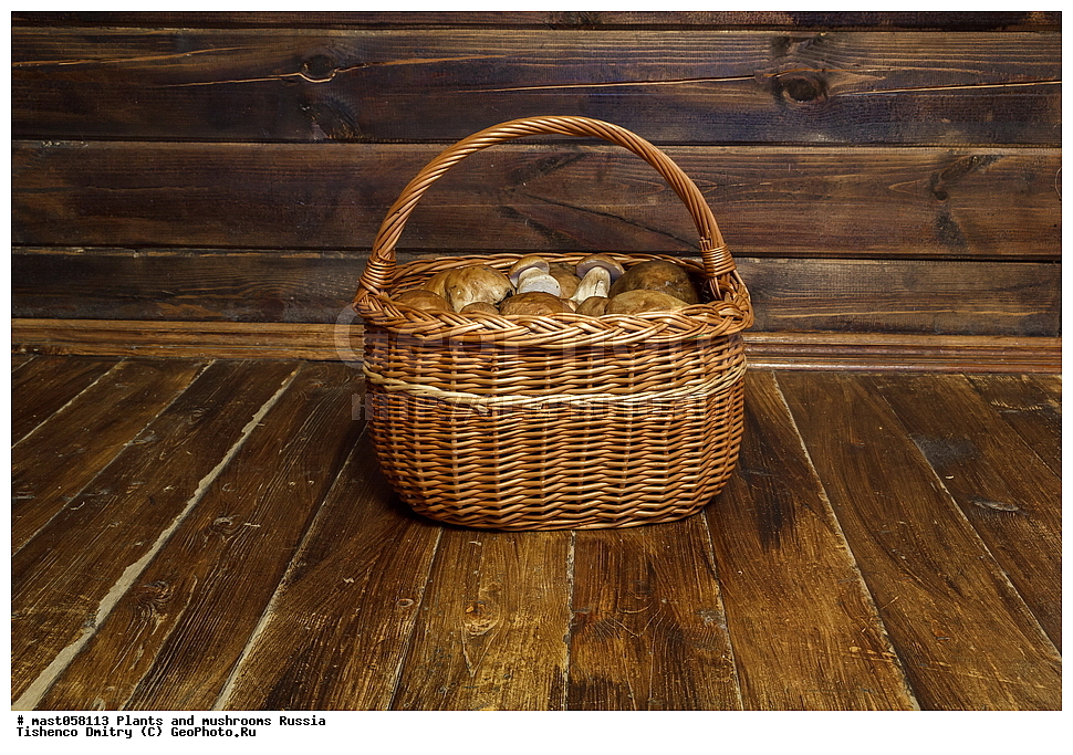 boletus edulis, leccinum, ����� �����, ����� ����, �������, ����, �����, �������, ��������, ��������, ���, ���������, ������, �����, ������������, �������������, ���������, ���������, �����, �����, ����, ������������� �������, ������, ����������