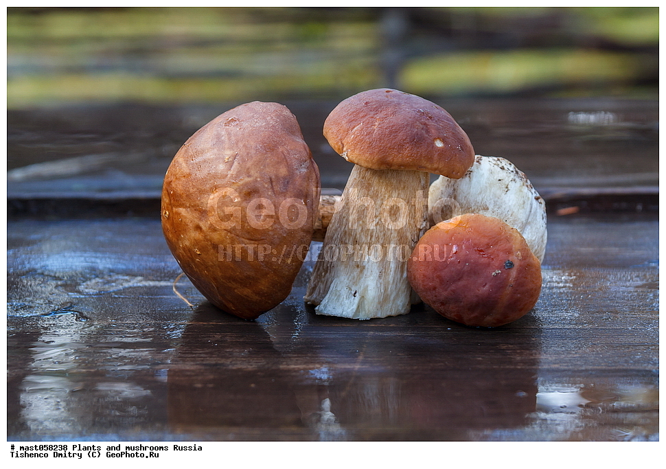 boletus edulis, leccinum, ����� �����, ����� ����, �������, ����, �����, ��������, ���, ���������, ������, �����, ������������, �������������, ���������, ������������� �������, ������, ����������