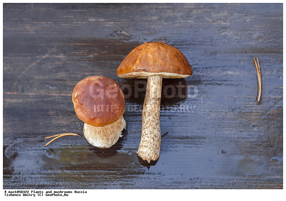 boletus edulis, leccinum, ����� �����, ����� ����, �������, ����, �����, ��������, ���, ���������, ������, �����, ������������, �������������, ���������, ����, ���������, ������������� �������, ������, ����������