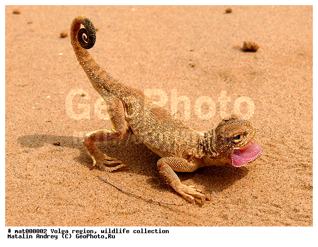 Agamidae, Phrynocephalus mystaceus, ������������ ���, ������ ��������, ��������, ��������, ������������� �������, �������������, ���� ������, �����������, ���. ������, ��������������, ��������, �������