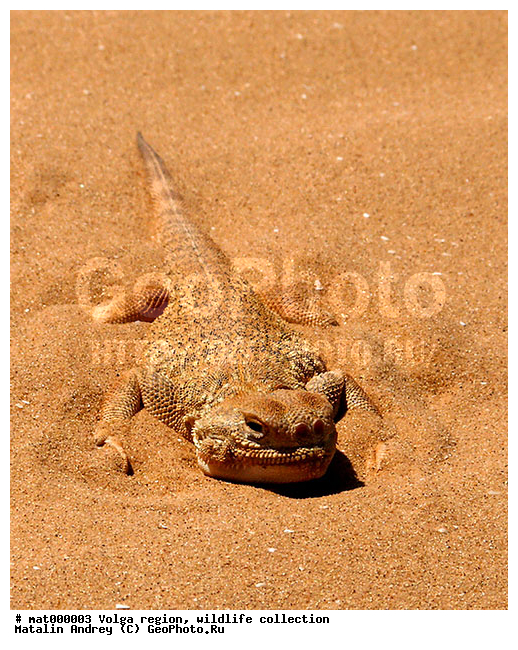 Agamidae, Phrynocephalus mystaceus, ������������ ���, ������ ��������, ��������, ��������, ������������� �������, �������������, ���� ����������, �����������, ���. ������, ��������������, ��������, �������