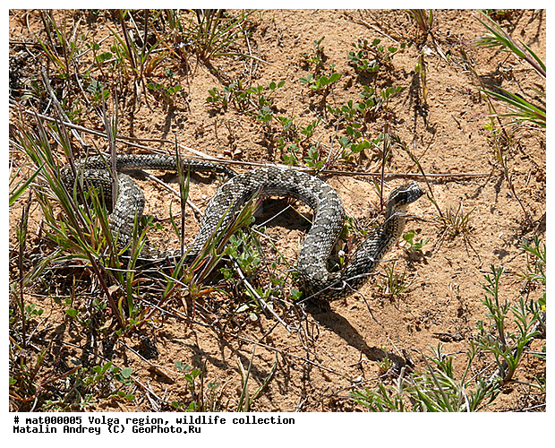 Vipera ursinii, ������������ ���, ������ ��������, ���������, ��������, ����, ���� ������, �����������, ���. ������, ��������������, ��������, ������� ������