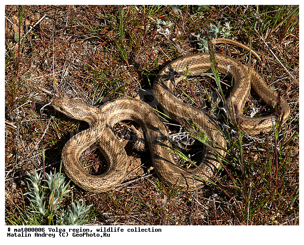 ��������, Elaphe dione, ������������� ���, ������ ��������, ����, �������� ������, ������������ �����, ��������������, ��������� ���� ����������, ���� ����, ��������, �����������, ��������� �����, �����, ������