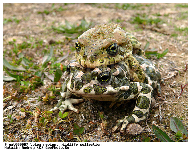 Bufo viridis, ������������� ���, ������ ��������, �������, ����������, ��������, ������ ����, �����������, ������������ �����, ���. ������, ����������, �����, ������, ��������, ��������, �����������, �����������, �������, �������, �������, �������, ����, ����, XYZ, ����, ��������� ����, Bufonidae, ������ ����, ������� ����, Bufo viridis, Pseudepidalea viridis