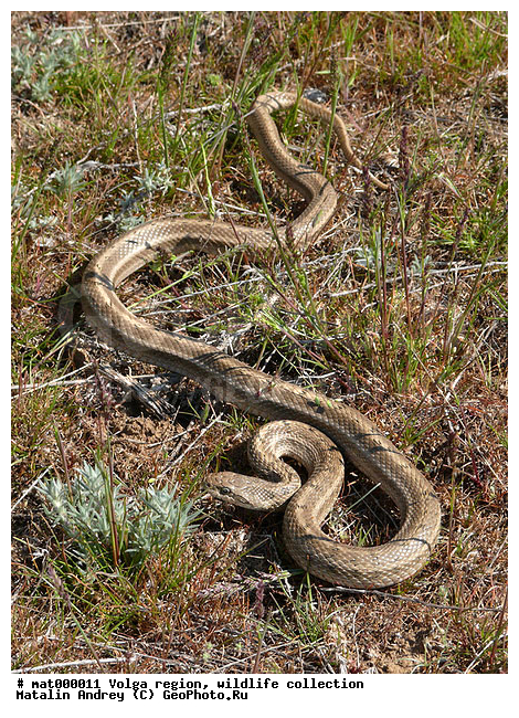 ��������, Elaphe dione, ������������� ���, ������ ��������, ����, �������� ������, ������������ �����, ��������������, ��������� ���� ����������, ���� ����, ��������, �����������, ��������� �����, �����, ������