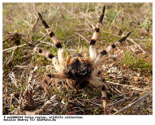 ��������, 1770), Lycosa singoriensis (Laxmann, ������������� ���, ������ ��������, ��������� ���� ����������, ��������������, �����, �����-�����, �������������, �����������, ���. ������, �������������, ����������� ��������, �����, ������