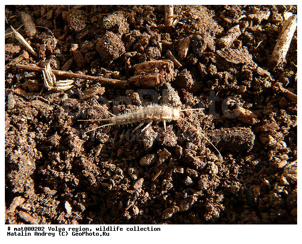 ��������������, ��������, �����, ������