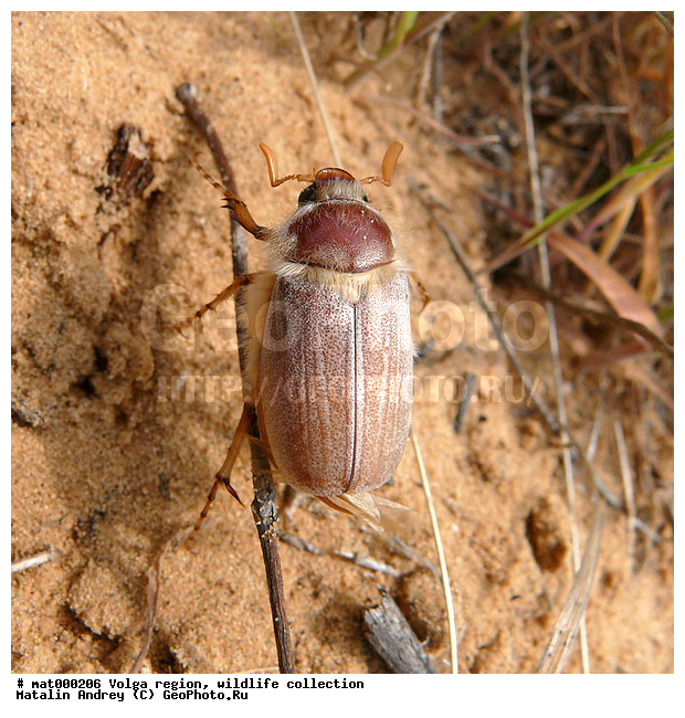 ��������������, ��������