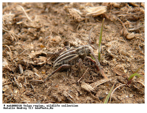 ��������������, ��������, ����, �����, �����, ������