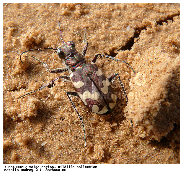 Cicindela sahlbergii, ������������ ���, ������ ��������, ������������, ��������, ��������, ����, ���������, �����������, ���. ������, �������, ����� ���������, ��������������, �������������, ��������������