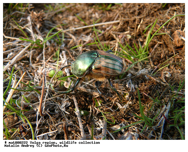 ��������������, ��������, �����, ������