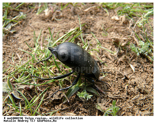 ��������������, ��������, �����, ������