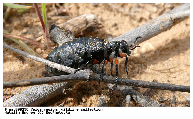 ��������������, ��������