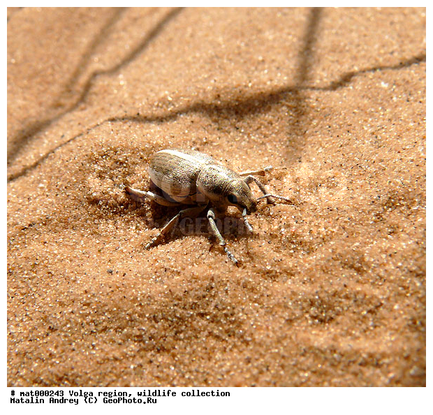 ��������������, ��������