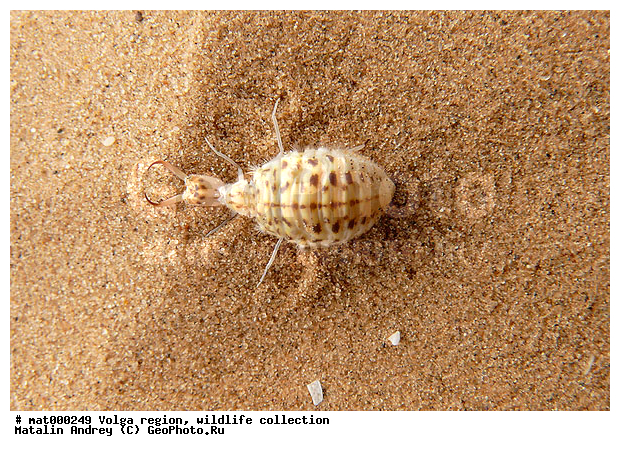 ��������������, ��������