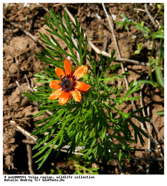 ������������� ���, ������ ��������, ����� ������, ������������ �����, ��������� ���� ����������, ��������, �����, �����, ������ ��������, �����, ���������� ��������, ������������ ��������, ������������ ��������, ������, �����, XYZ, ���������, Ranunculaceae, ������ ������, ��������� ������, �������� �������, �������� ������, ���������� ������, Adonis aestivalis, ������