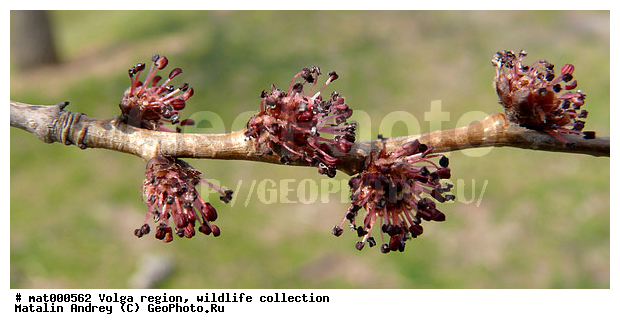Ulmus parvifolia, ������������� ���, ������ ��������, ��� ������������, ����� ������, ������������ �����, ��������� ���� ����������, ��������, �����, ��������, �����, ������