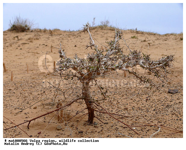 Ulmus parvifolia, ������������� ���, ������ ��������, ������������� �����, ��� ������������, ������, ���������� �����, ����� ������, ������������ �����, ��������, ��������� ���� ����������, ��������, �����, �����, ������