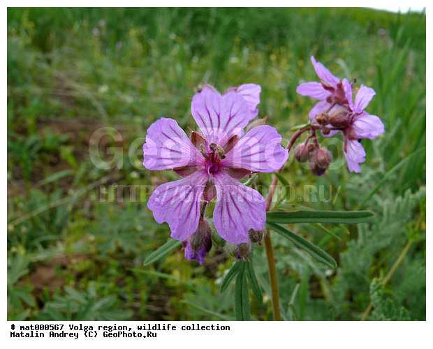 ������������� ���, ������ ��������, ����� ������, ������������ �����, ��������� ���� ����������, ��������, �����, �����, ������