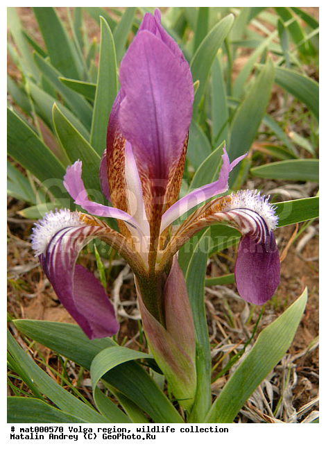 Iris scariosa, ������������� ���, ������ ��������, ����, ���� ���������, �����������, ����� ������, ������������ �����, ��������� ���� ����������, ��������, �����, �����, ������ ��������, �����, ���������� ��������, ������������ ��������, ������������ ��������, ������, �����, XYZ, ��������, �����������, Iridaceae, ���� ��������, ���� ������������, ���� ������������, ������� ������������, ������� ��������, Iris scariosa, ������