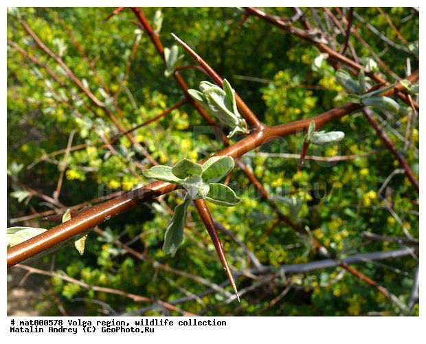 Elaeagnus commutata, ������������� ���, ������ ��������, �������, ��� �����������, ����� ������, ������������ �����, ��������� ���� ����������, ��������, �����, �����, ������