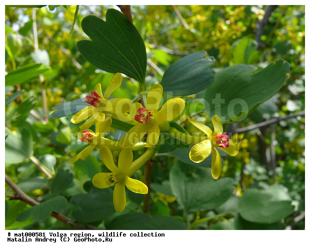 Ribes aureum, ������������� ���, ������ ��������, ����� ������, ������������ �����, ��������� ���� ����������, ��������, ��������� ����������, �����, ��������, �����, ������ ��������, �����, ���������� ��������, ������������ ��������, ������������ ��������, ������, �����, XYZ, �������������, Grossulariaceae, ��������� ����������, ��������� �������, ���������� ���������, ������� ���������, Ribes aureum, ������