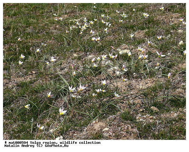 Tulipa biflora Pall, ������������� ���, ������ ��������, ��������, ����� ������, ������������ �����, ��������� ���� ����������, ��������, �������, ������� ������������, �����, �����, ������
