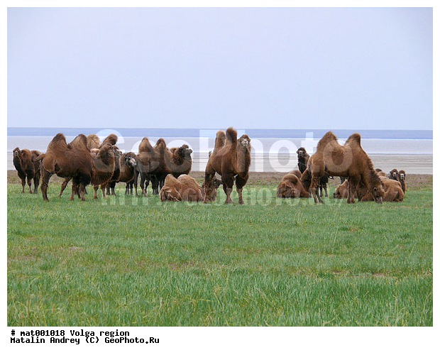 ������������� ���, ������ ��������, ��������� �������, ���������, ����� ������, ������������ �����, ��������� ���� ����������, �����, ��������, ��������, �������������, �������������, �����, �����, XYZ, �����������, Camelidae, ��������� �������, ��������, Camelus bactrianus, ������