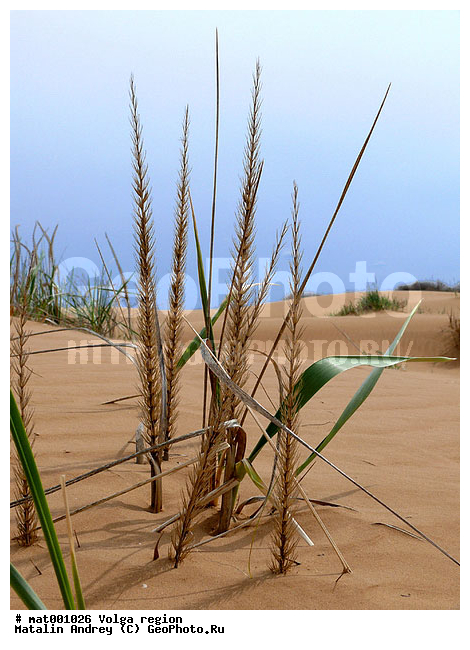 ������������ ���, ������ ��������, �������, ���������, ������������� �����, �����������, ���. ������