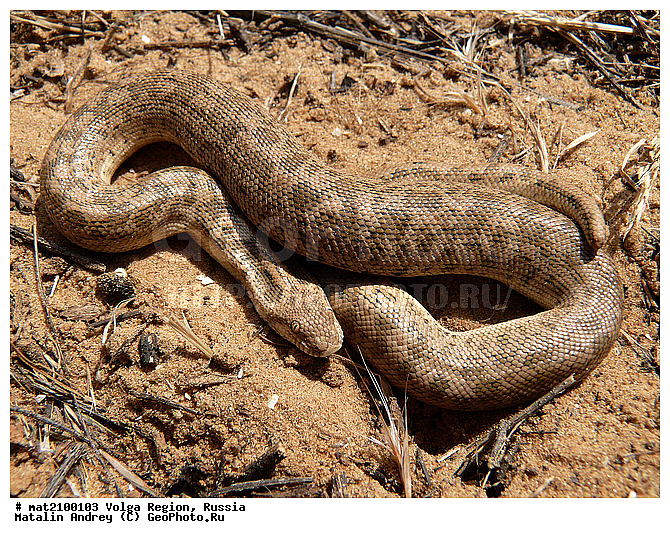 ������������ ���, ������ ��������, �����������, ���. ������, ��������, ��������, ��������������, ��������������, ��������, ��������, ����, ����, XYZ, ����������, ������������� ����, Boidae, �������� �������, Eryx miliaris